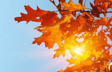 Güneşte sonbahar yaprakları. Sonbahar bulanık arkaplanı.