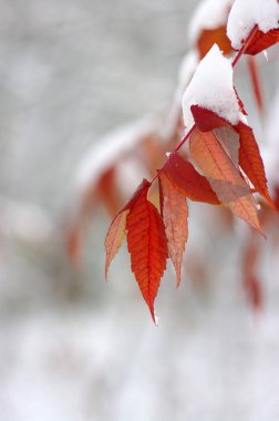 Karda sarı yapraklar. Sonbaharın sonu ve kışın başı. Bulanık doğa arkaplanı ve sığ nokta.