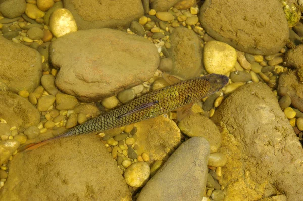 fish in the river water