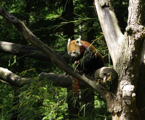 Kis Vörös Panda Pihen Egy Fán — Stock Fotó