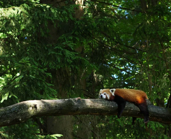 Kis Vörös Panda Pihen Egy Fán — Stock Fotó