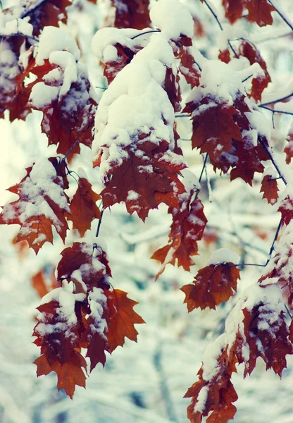 Folhas Amarelas Neve Fundo Inverno — Fotografia de Stock