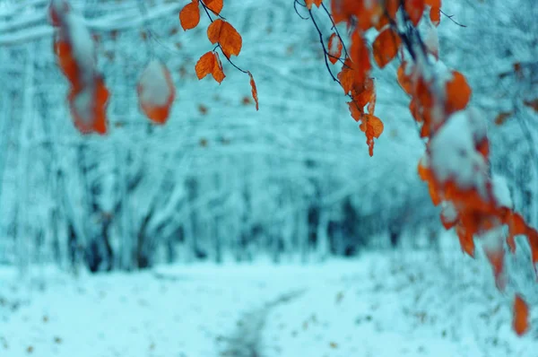 Sarı Sonbahar Yaprakları Kış Ormanında — Stok fotoğraf