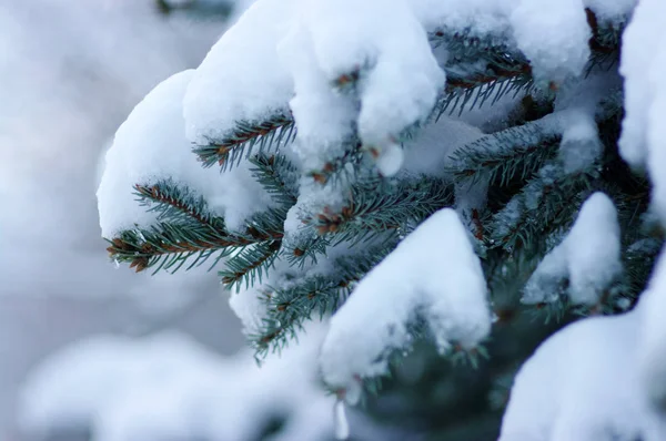 Gałęzie Świerkowe Pokryte Śniegiem Zimą — Zdjęcie stockowe