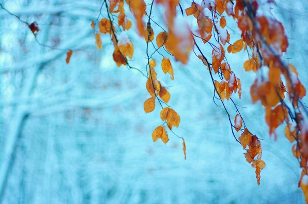 Folhas Outono Amarelas Floresta Inverno — Fotografia de Stock