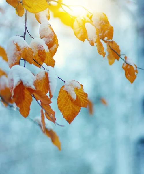Κίτρινα Φύλλα Στο Χιόνι Στον Ήλιο Αργά Φθινόπωρο Και Νωρίς — Φωτογραφία Αρχείου