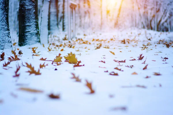 Gele Bladeren Sneeuw Zon Late Herfst Vroege Winter Wazige Natuur — Stockfoto