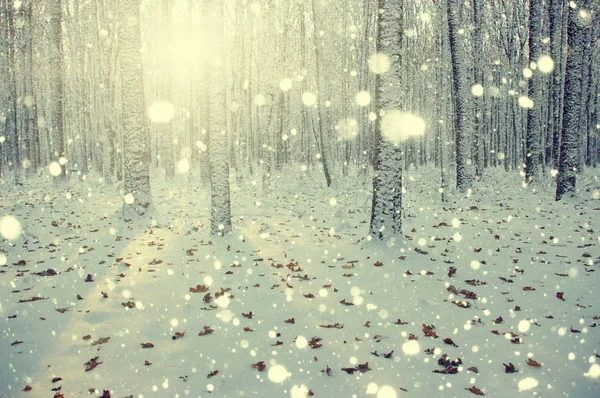 Bosque Invierno Sol Árbol Nieve — Foto de Stock