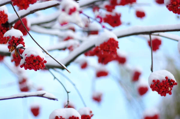 Manojos Rojos Serbal Cubiertos Nieve —  Fotos de Stock