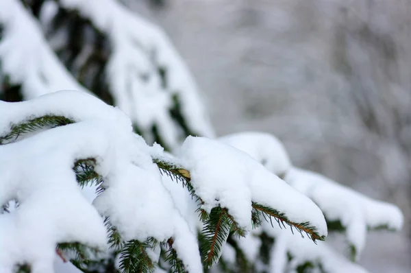 Fichtenzweige Winter Mit Schnee Bedeckt — Stockfoto