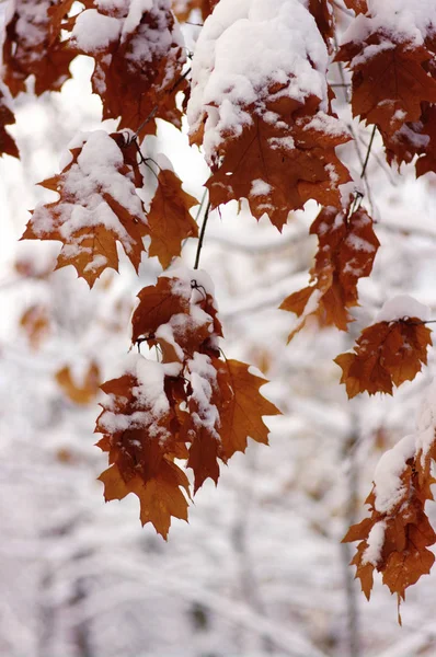 Feuilles Jaunes Dans Neige Contexte Hivernal — Photo