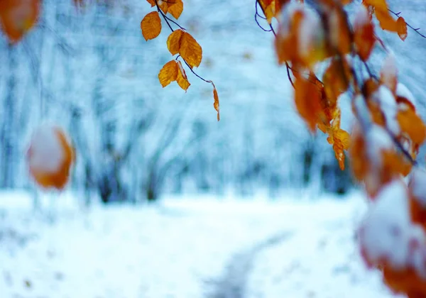 Gelbe Blätter Schnee Spätherbst Und Früher Winter Unscharfer Naturhintergrund Mit — Stockfoto