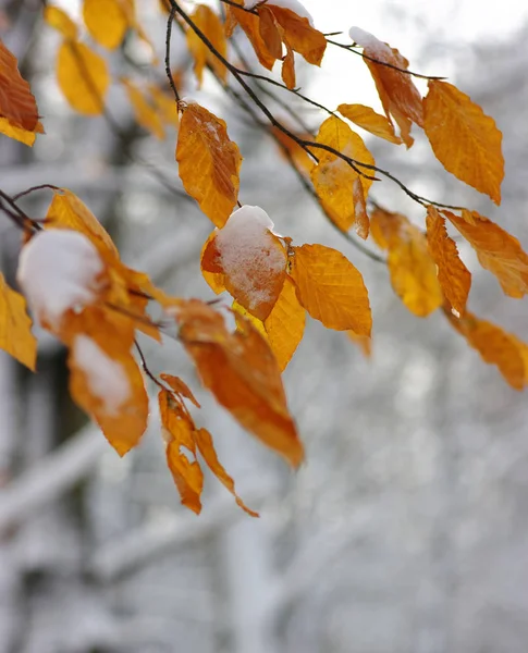 Gelbe Blätter Schnee Spätherbst Und Früher Winter Unscharfer Naturhintergrund Mit — Stockfoto