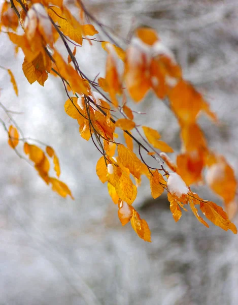 Folhas Amarelas Neve Final Outono Início Inverno Desfocado Natureza Fundo — Fotografia de Stock