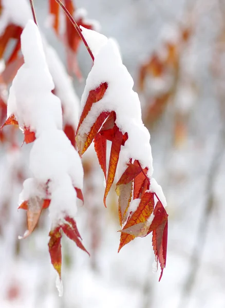 Žluté Listy Sněhu Pozdě Podzim Začátkem Zimy Rozmazané Přírodní Pozadí — Stock fotografie