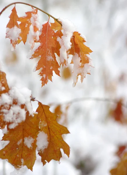 Hojas Amarillas Nieve Otoño Tardío Invierno Temprano Fondo Naturaleza Borrosa —  Fotos de Stock