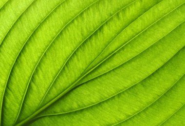 Yeşil yapraklar arka plan. Yaprak dokusu