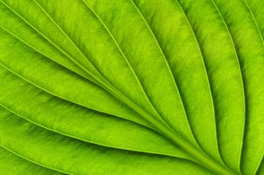 Yeşil yapraklar arka plan. Yaprak dokusu