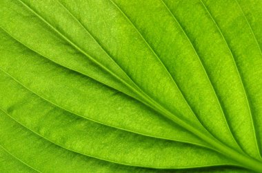 Yeşil yapraklar arka plan. Yaprak dokusu