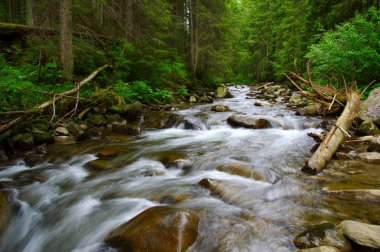 Dağ nehri yeşil ormandan akıyor. Ormanda akarsu.