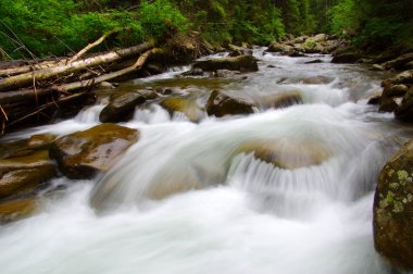 Dağ nehri yeşil ormandan akıyor. Ormanda akarsu.