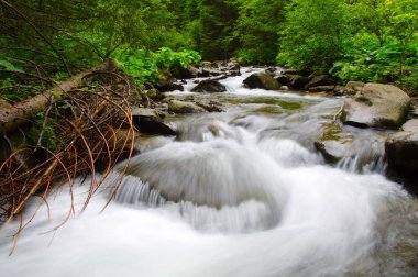 Dağ nehri yeşil ormandan akıyor. Ormanda akarsu.