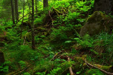 Yeşil ormandaki ağaçlar 