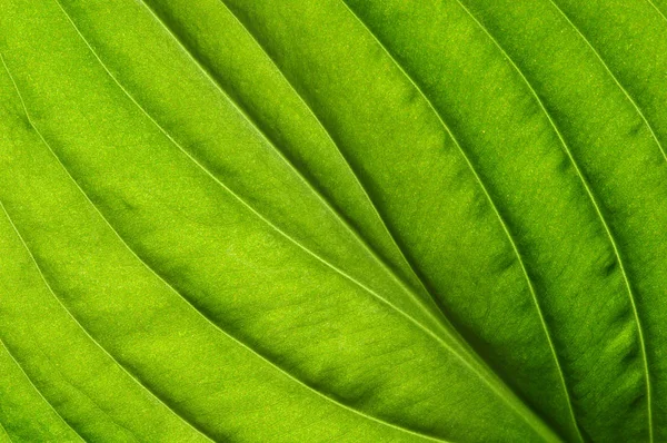 Verde Deixa Fundo Textura Foliar — Fotografia de Stock
