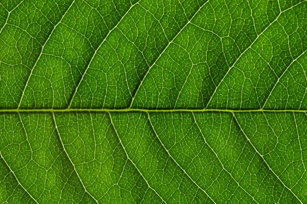 Зелений Лишає Фон Текстура Листя — стокове фото
