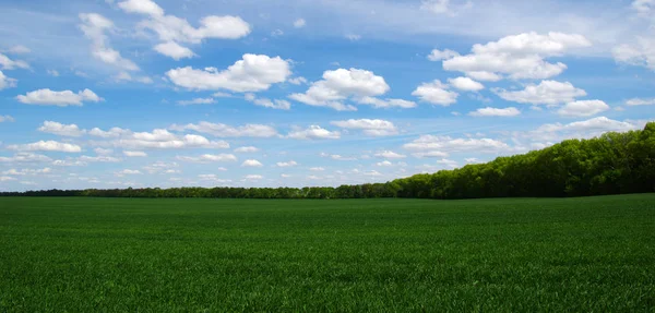 Campo Cielo Blu — Foto Stock