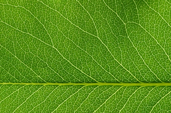 Hojas Verdes Fondo Textura Hoja — Foto de Stock