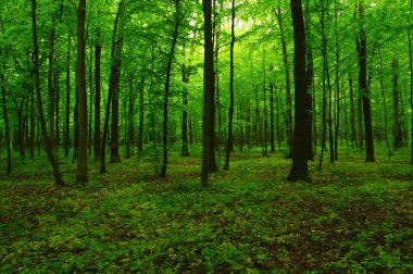 Baharda güzel yeşil orman