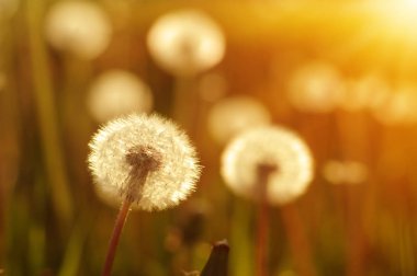 Karahindiba tarlada güneşte