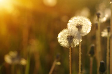 Karahindiba tarlada güneşte