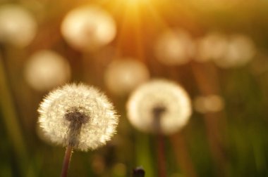 Karahindiba tarlada güneşte