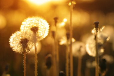 Karahindiba tarlada güneşte