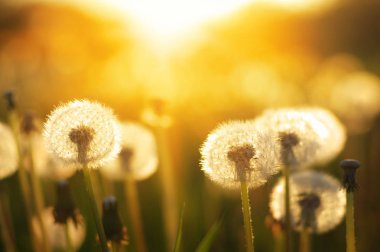 Karahindiba tarlada güneşte