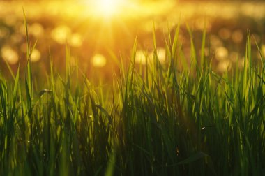 Güneş ışını ile yeşil çim arka plan. Parlak doğal bokeh. Yumuşak odak. Soyut doğa arka plan .