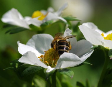 Çiçek arıya. İş yerinde arı