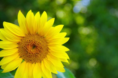 Yeşil arkaplanda ayçiçeğini kapat