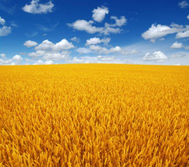 Beyaz bulutlu buğday tarlası ve gökyüzü