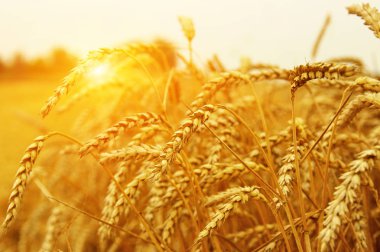 Buğday portre. Buğday alan tarih Pzr. Hasat ve gıda kavramı