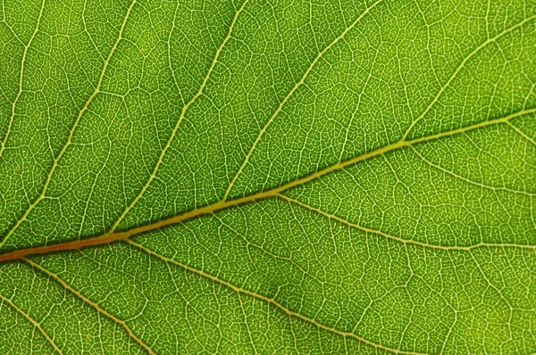 Grün Hinterlässt Hintergrund Blatttextur — Stockfoto