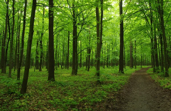 緑の森と道 — ストック写真