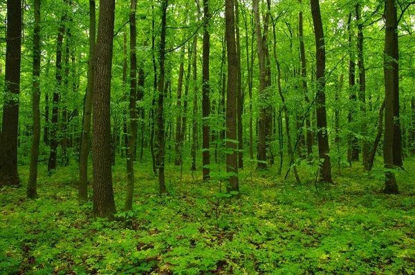 Красивый Зеленый Лес Весной — стоковое фото