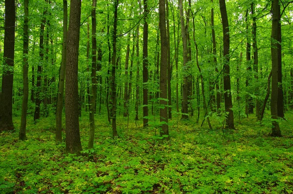 Prachtig Groen Bos Het Voorjaar — Stockfoto