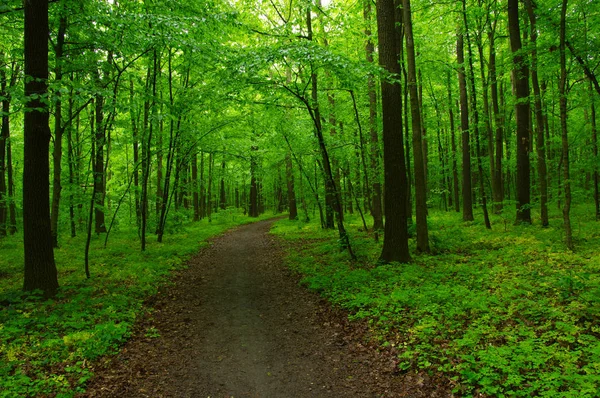 Grüner Wald Und Der Pfad — Stockfoto