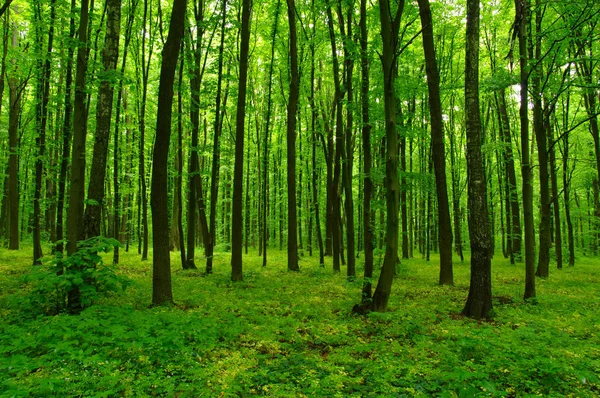 Baharda Güzel Yeşil Orman — Stok fotoğraf