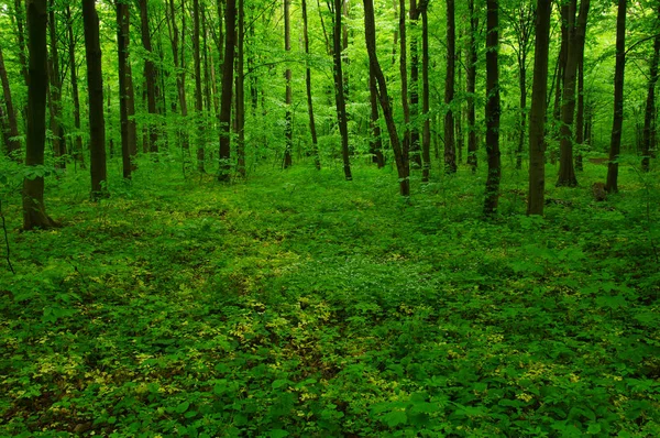 Hermoso Bosque Verde Primavera —  Fotos de Stock