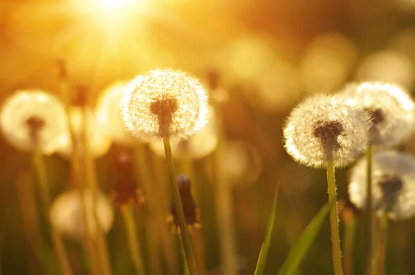 Denti Leone Sole Sul Campo — Foto Stock